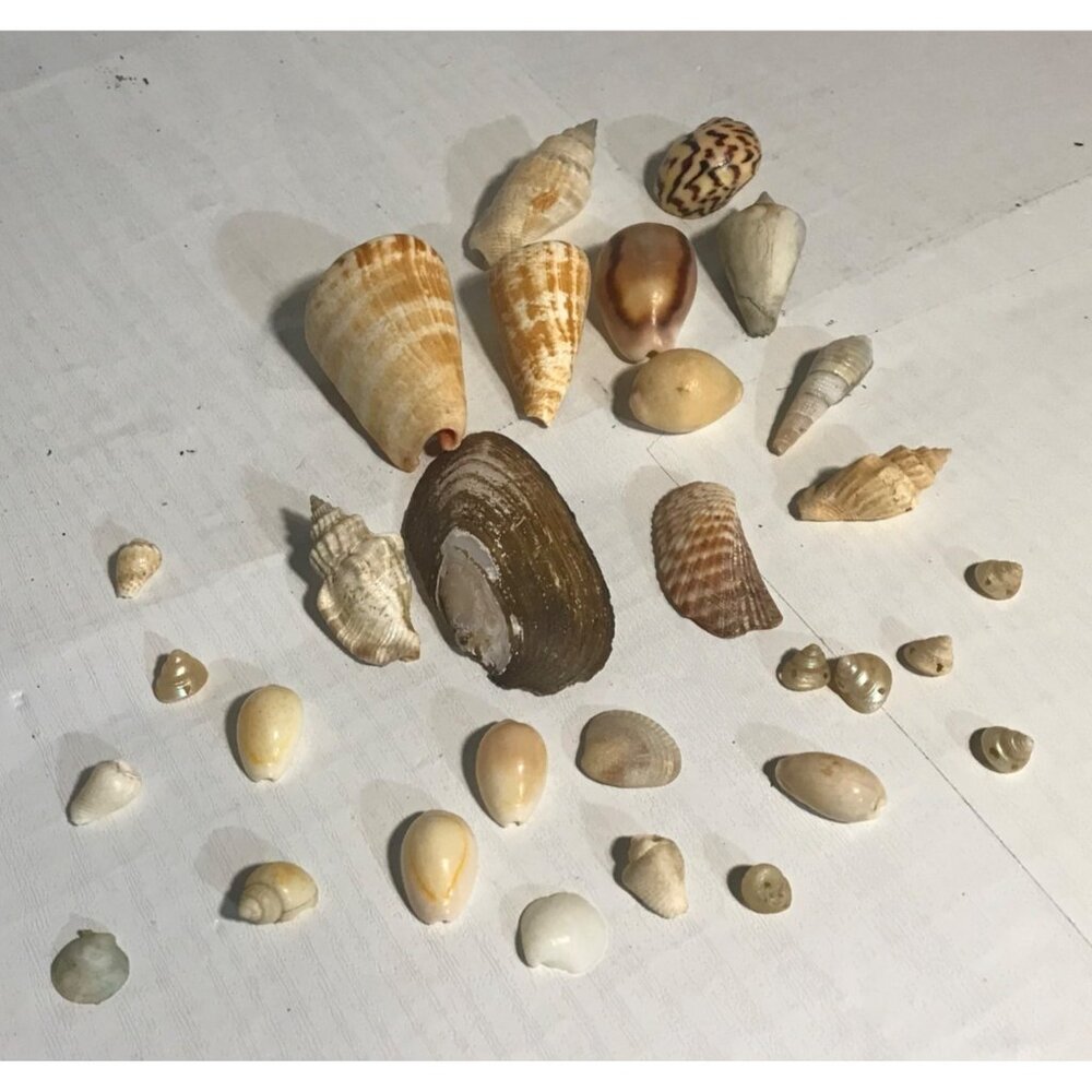 Seashells Collection Assorted Colors Shapes Sizes Crafts & Decor 30 Pieces
